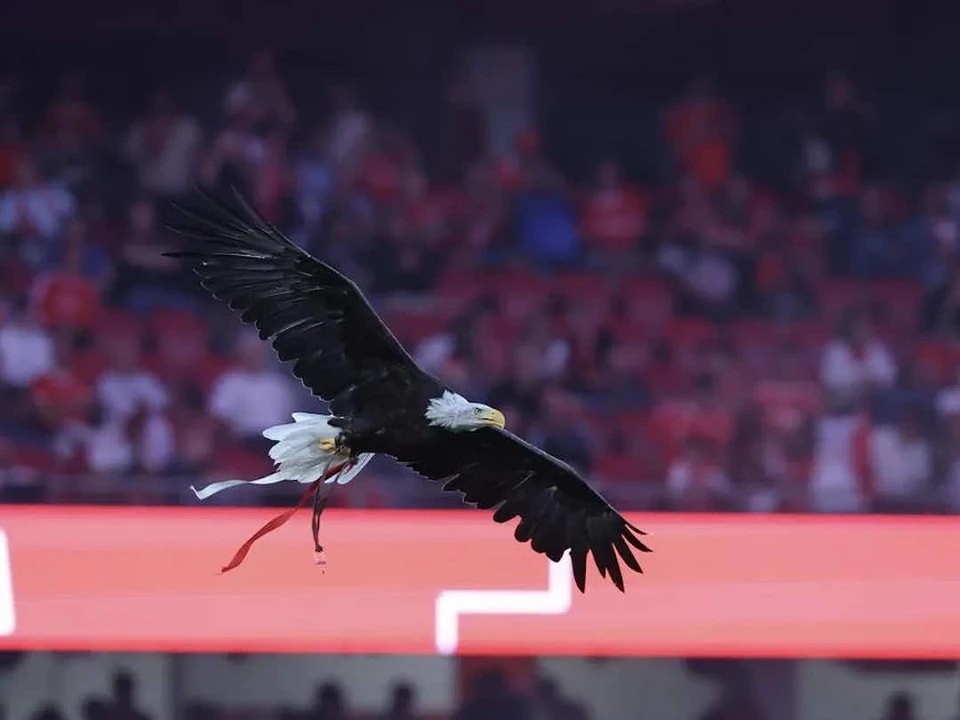 场欧冠比赛, tclic, 杰利斯 场欧冠比赛, tclic, 杰利斯